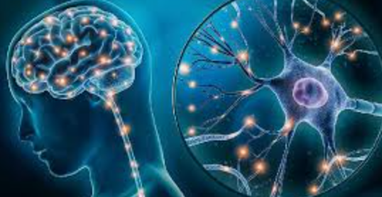 Neuroplasticity