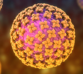 What does the hantavirus actually look like? - Credit: CDC